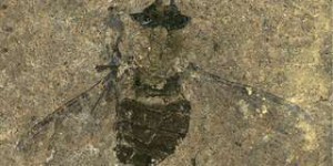 Du pollen de plantes préhistoriques découvert dans l'abdomen d'une mouche fossilisée