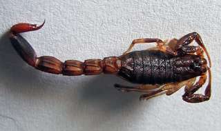 Science décalée : les scorpions acceptent de mourir constipés pour assurer leur descendance