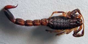 Science décalée : les scorpions acceptent de mourir constipés pour assurer leur descendance