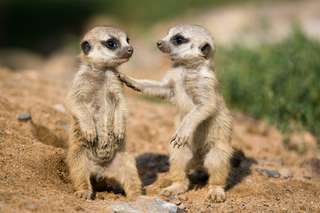 Les suricates modifient leur comportement avec le retour des visiteurs au zoo