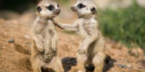 Les suricates modifient leur comportement avec le retour des visiteurs au zoo