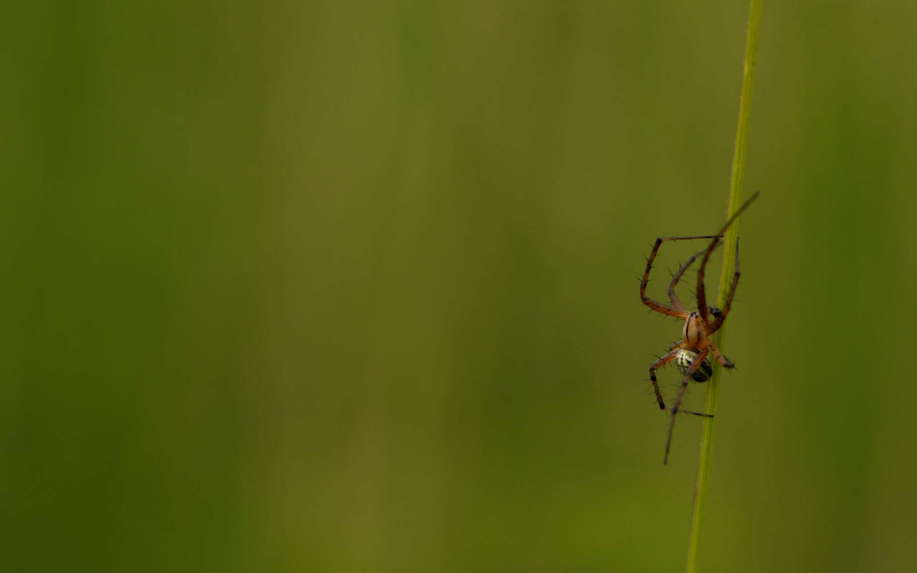 Bêtes de science : ces araignées arrivent à soulever des lézards !