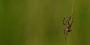Bêtes de science : ces araignées arrivent à soulever des lézards !