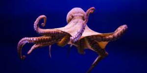 Bêtes de science : l’intelligence hors norme de la pieuvre