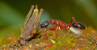 Bizarre : ces fourmis peuvent faire rétrécir ou repousser leur cerveau !