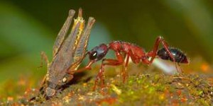 Ces fourmis peuvent faire rétrécir ou repousser leur cerveau !