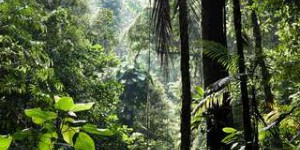 L'astéroïde qui a causé l'extinction des dinosaures a créé la forêt amazonienne