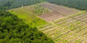 L'Union européenne classée deuxième responsable de la déforestation dans le monde