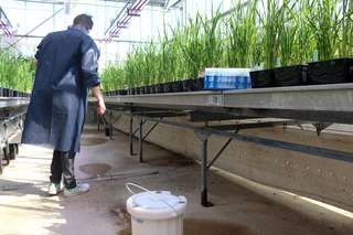 Reportage à Montpellier avec des chercheurs qui étudient la respiration du riz sous l'eau
