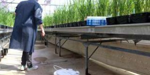 Reportage à Montpellier avec des chercheurs qui étudient la respiration du riz sous l'eau