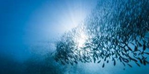 Bêtes de science : l’intelligence collective de la sardine
