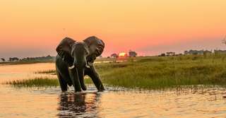 Au Botswana, les éléphants meurent sans que l’on sache pourquoi