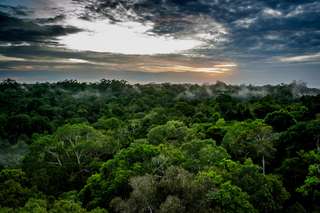 Brésil : la forêt amazonienne émet désormais plus de CO2 qu’elle n’en absorbe depuis 10 ans !