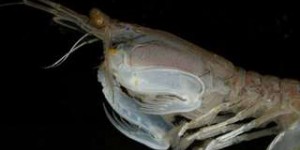 Étrangeté du vivant : la crevette-mante boxe ses proies