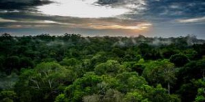 La forêt amazonienne du Brésil émet plus de CO2 qu’elle n’en capture depuis 10 ans