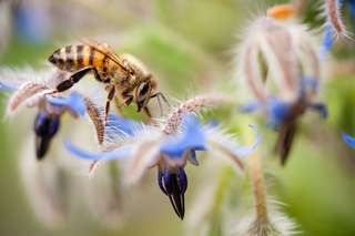 En plus du pollen, les abeilles collectent des microplastiques
