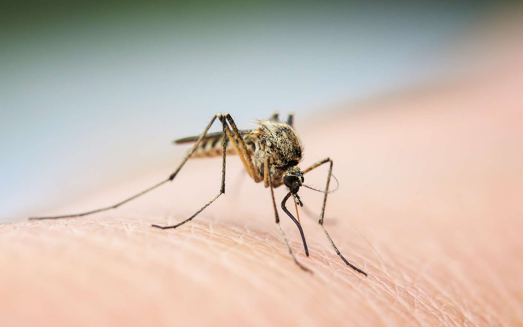 Les premiers moustiques génétiquement modifiés des États-Unis ont pris leur envol