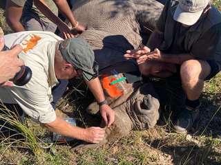 Rendre les cornes de rhinocéros radioactives : l'ultime moyen pour les sauver du braconnage ?