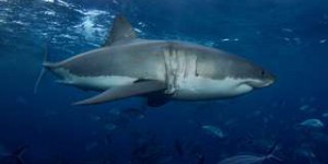 Les requins utilisent le champ magnétique terrestre pour se repérer