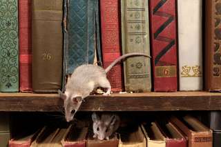 Ces souris montrent que l'évolution est prévisible