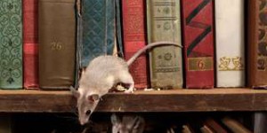 Ces souris montrent que l'évolution est prévisible