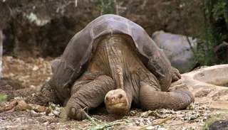 Une tortue géante des Galápagos que l’on croyait disparue depuis 100 ans est réapparue !