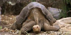 Une tortue géante des Galápagos que l’on croyait disparue depuis 100 ans est réapparue !