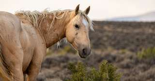 Les « trous du cul » creusés par les chevaux sauvages aident à lutter contre la sécheresse