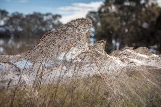 Australie : des araignées tissent une toile géante pour échapper aux inondations