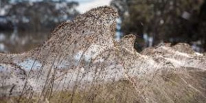 Australie : des araignées tissent une toile géante pour échapper aux inondations