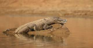 Bêtes de science : ces crocodiles se déguisent en nid pour attraper des oiseaux