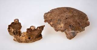 La découverte d'un nouvel Homo interroge les origines de Néandertal
