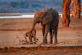 Les éléphants résolvent les problèmes avec leur personnalité