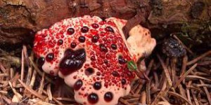 Étrangeté du vivant : ce champignon dégouline de sang