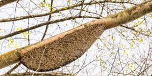 Étrangeté du vivant : le miel hallucinogène des abeilles de l'Himalaya