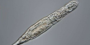 Étrangeté du vivant : toujours en vie après 24.000 ans dans le permafrost