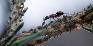 Une fourmi fossilisée alors qu'un champignon parasite bourgeonnait de son rectum
