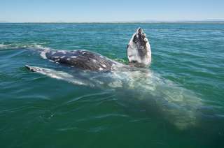 Incroyable : cette baleine a parcouru la moitié de la circonférence de la Terre