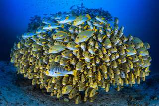 Journée mondiale de l'océan : plongez dans les spots foisonnant de biodiversité de Raja Ampat