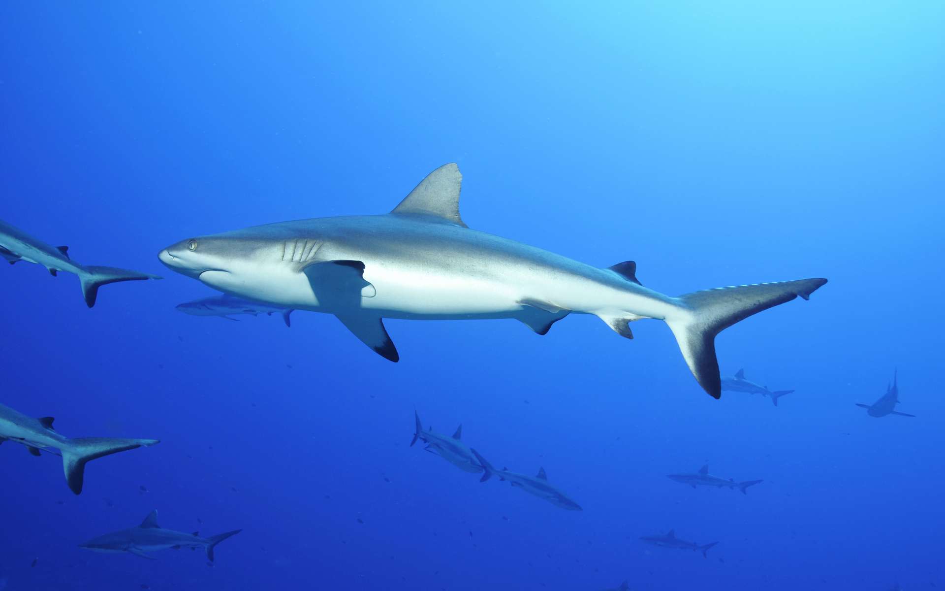 Nouvelle astuce de nage découverte chez les requins