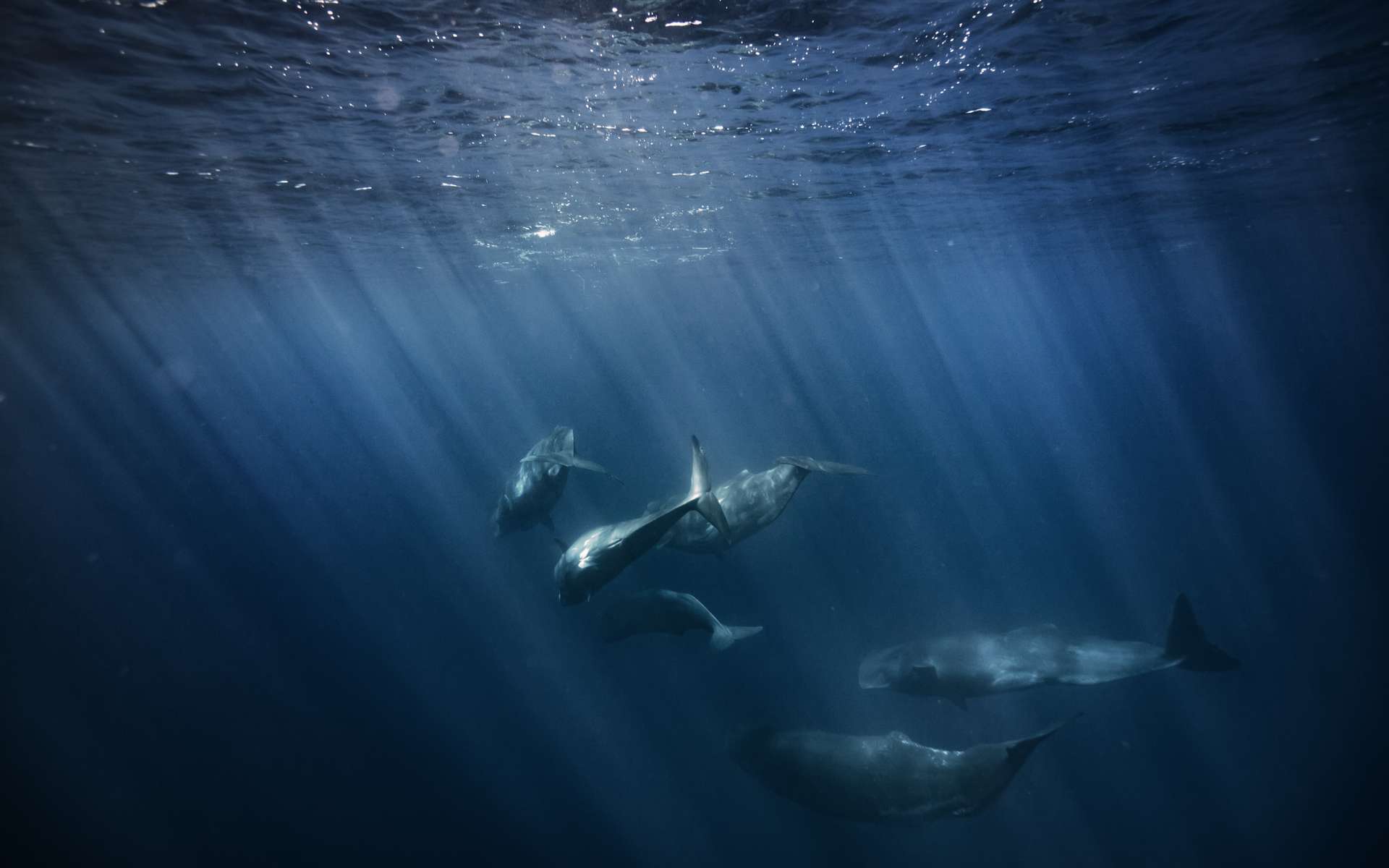 Une nouvelle population de baleines bleues découverte par un détecteur de bombes nucléaires