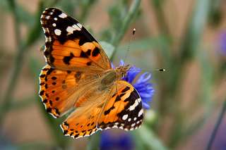 Ce papillon réalise la plus longue migration connue pour un insecte