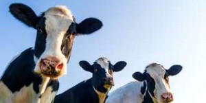 Science décalée : le cerveau des vaches a rétréci