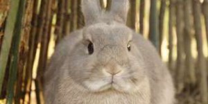Science décalée : pourquoi les lapins ne sont-ils pas aussi gros que les chevaux ?