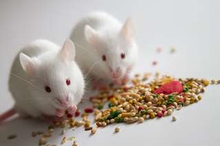 Les souris de laboratoire sont mal nourries et cela a de graves conséquences sur les résultats scientifiques