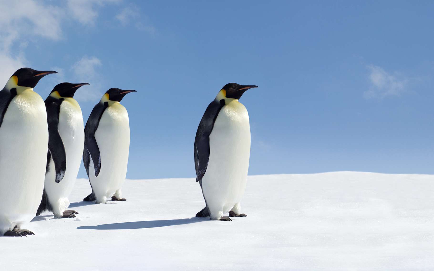 Le traité de l’Antarctique a 60 ans, mais les experts sont inquiets