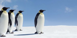 Le traité de l’Antarctique a 60 ans, mais les experts sont inquiets