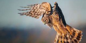 Les plus belles photos d'oiseaux du prestigieux prix Audubon 2021