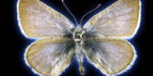 La cause de la disparition de ce magnifique papillon iridescent n'a pas été naturelle