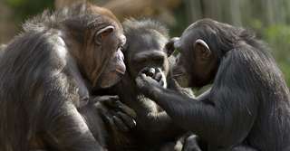 Des chimpanzés ont tué des gorilles !